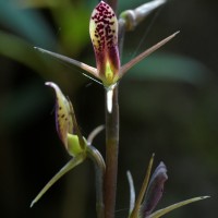 Cryptostylis arachnites (Blume) Hassk.